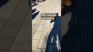 Пёс выучил русский язык! Шок😳