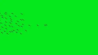 Green Screen Bird Flying Video - Free Download!