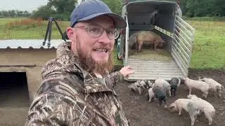 These pigs have got to go!