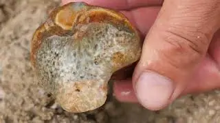 I was digging for gems left after the volcano erupted. Accidental discovery of fossils?