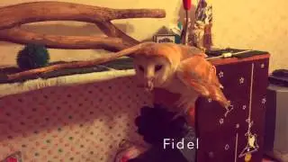 Дрессировка совы! Прилет совы на перчатку! Сова! Сипуха Фидель!