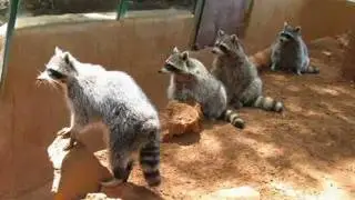 jungle.mp4