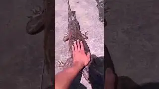 Хотел погладить аллигатора он меня укусил😱😱