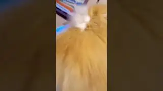глупий шпиц 11 серия