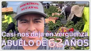 ABUELO DE 62 AÑOS CORRE COMO UN CHAVO DE 20 👏COSECHA DE FRESA RADIANTE 🍓🍓