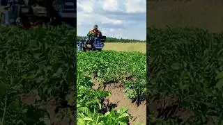 Самый НЕОБЫЧНЫЙ СПОСОБ окучивать картофель на МОТОБЛОКЕ МТЗ 2023 