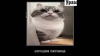 Сегодня пятница а завтра выходной