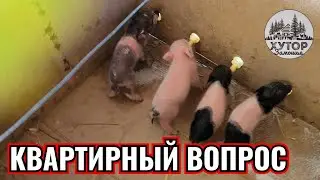 ПОИЛКИ КОРМУШКИ ДЛЯ ПОРОСЯТ. БИТВА НУТРИЙ ЗА ЖИЛПЛОЩАДЬ.