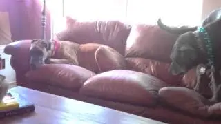 Great Danes getting mail (again)
