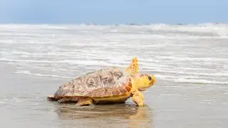 Rescue, Rehabilitate, and Release Cold Stunned Sea Turtles with Georgia Aquarium
