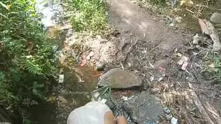 Morning bath in a spring cold running water