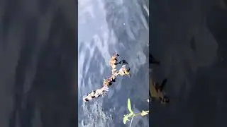 How many times can you type ducks in the comments?🦆🦆