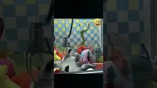 Смешное видео кошки 