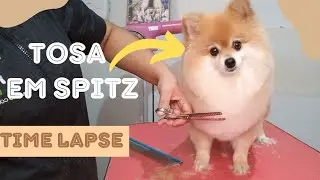 Tosa em sptiz Alemão Lulu da Pomerania luluzinho