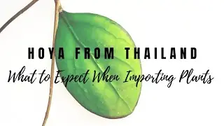 Hoya From Thailand: What to Expect When Importing Plants
