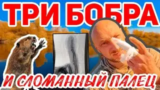 Открытие охоты на бобра/сезон 2022-2023/Такого я не ожидал,добыл бобров,сломал палец