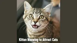 Kitten Meowing to Attract Cats