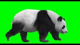 Panda Green Screen Chroma Key Background