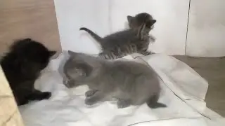 Первые игры неуклюжих котят!