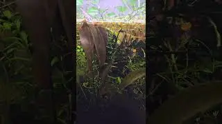 ALL the fish in my South American Community Aquarium. Tetras, Puffers, Angels, Pencilfish & More!