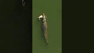 Crocodile 🐊 attack  😧                    #vadodara #crocodile #magar #khatra #daravnikahaniya ￼
