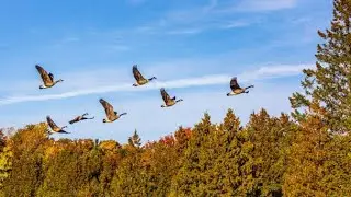 Tamil Motivational Video! Lessons from Birds! #life #challenge #success #hardwork (தமிழில்)
