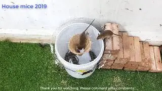 The best rat trap/ method of catching mice from plastic buckets
