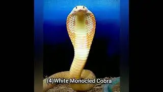 Cobra Evolution #cobra #Snake #wildlife #video