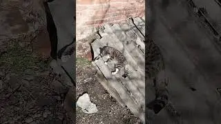 Всех Женщин с 8 марта🌷💐🌹Спасибо Вам за женский труд🙏🙏🙏