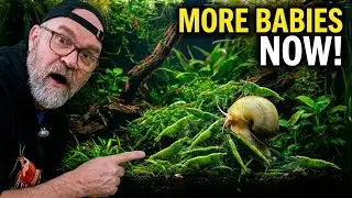 Green Jade Shrimp Breeding Guide | Setup Changes That Increase Babies