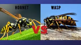 What's the difference between hornet and wasp? | HORNET VS WASP!!