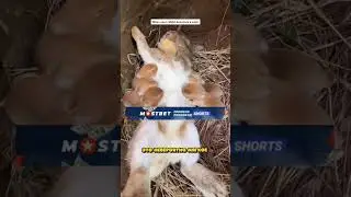 Он ВЫРАЩИВАЕТ КРОЛИКОВ.. ВСЮ ЖИЗНЬ!😱