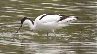 Tre elegantissime avocette