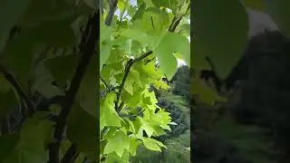 #relaxingmusic #music #nature #relaxing #сад #благоустройство #природа #цветы #дача #тюльпаны
