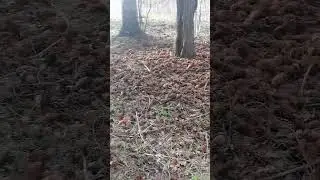 ШИШКИ!!!!!!!!!!!!!!!!