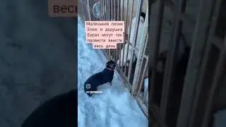 Приют для собак 