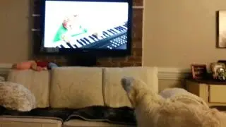 Teddy hates the piano playing pistachio cat 2013-06-21 21:39