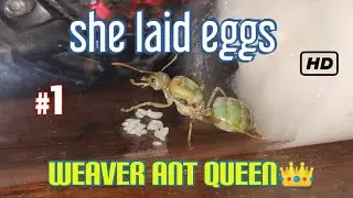 weaver ant queen | ant farming ഉറുമ്പിനെ വളർത്തിയപ്പോൾ