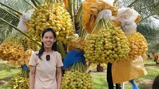 สวนอินทผาลัมเนื้อเยื่อบาฮี บ.โนนสูง ต.เซกา อ.เซกา จ.บึงกาฬ โทร 098 596 9005