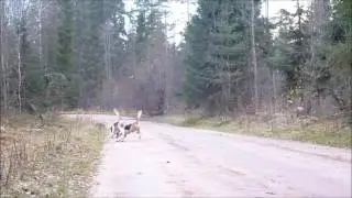 За ЗАЙЦЕМ с ГОНЧИМИ!(2)