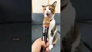 Look At The Cat 