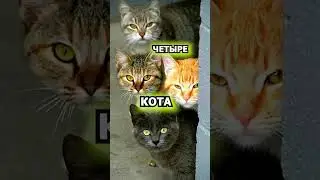 Про котов. #shorts  #cat #funny #юмор