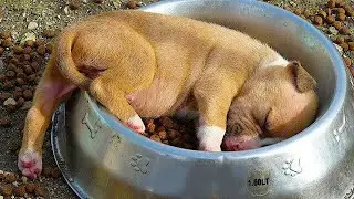 Самые смешные видео с животными / Приколы с кошками и собаками