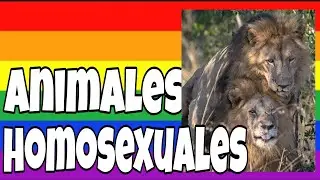 HOMOSEXUALIDAD EN EL REINO ANIMAL