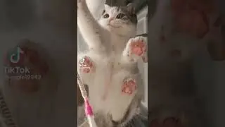 pet lover 😍💝#trending#cat#viral#petlover