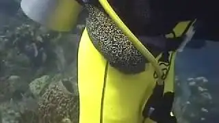 diving highlights w/Eel