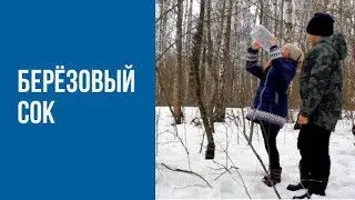 Березовый сок