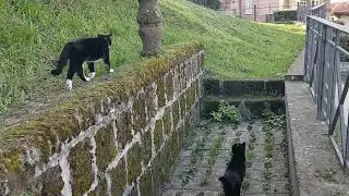 Trail of mystery with Popo!