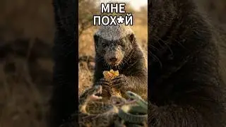 Why do even lions leave honey badgers in silence?