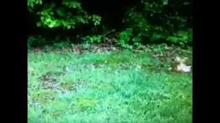 Killing wasps with gasoline...and setting the nest on fire